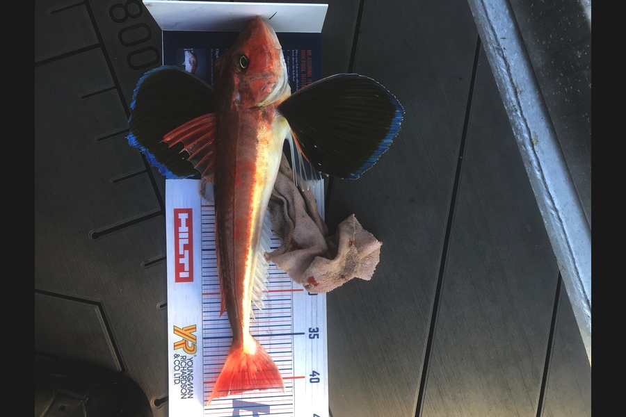 David Monagan caught this 41cm Gurnard at Pourerere  during The Hirepool Baitmates Fishing Comp
