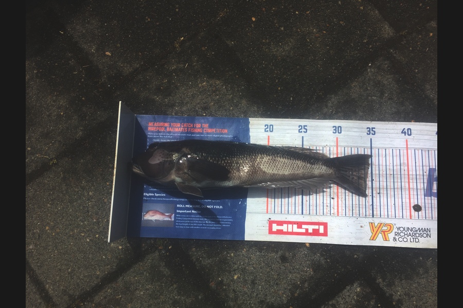Graeme Duncan caught this 34cm Blue Cod at BOP during The Hirepool Baitmates Fishing Comp