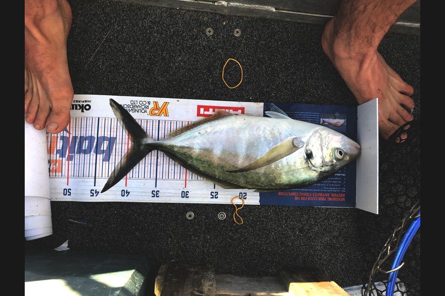 Daniel Hunt caught this 39cm Trevally at Coromandel  during The Hirepool Baitmates Fishing Comp