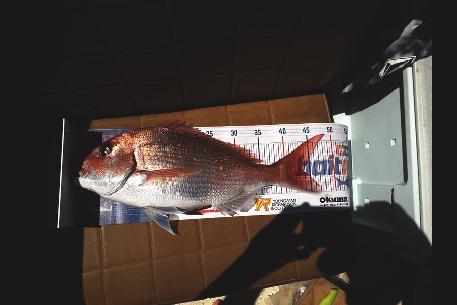 Gavin Shaw caught this 43.5cm Snapper at Northland during The Hirepool Baitmates Fishing Comp