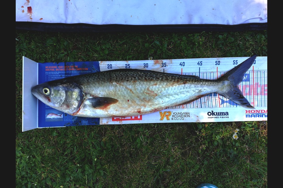 Dennis McLeod caught this 55.5cm Kahawai at Whitianga during The Hirepool Baitmates Fishing Comp