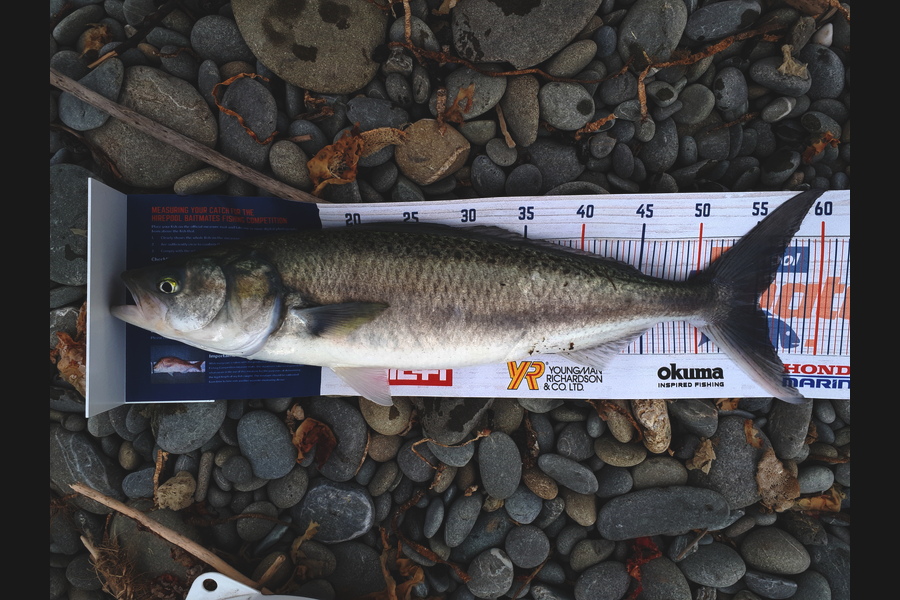Gerhard Jordaan caught this 55cm Kahawai at Waitaki river mouth during The Hirepool Baitmates Fishing Comp