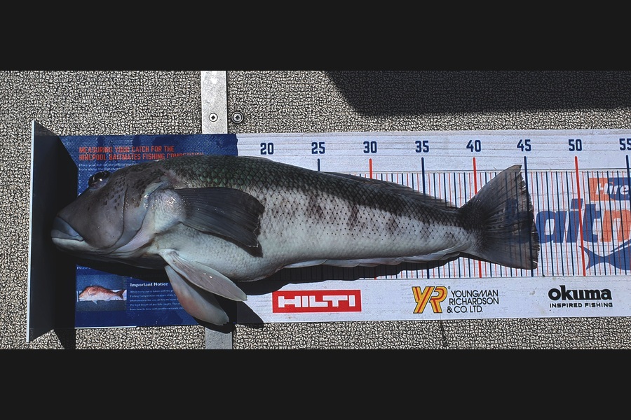 Kristian Borgolte caught this 45.5cm Blue Cod at Great Barrier during The Hirepool Baitmates Fishing Comp