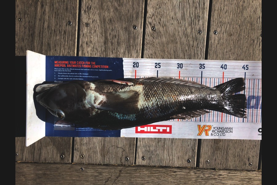Dave Pope caught this 45.5cm Blue Cod at Wanganui during The Hirepool Baitmates Fishing Comp