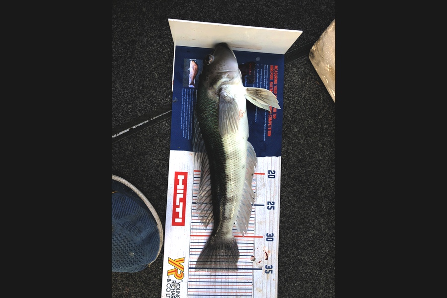 Keith Langham caught this 35.5cm Blue Cod at Kaiteriteri  during The Hirepool Baitmates Fishing Comp