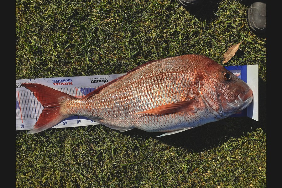 William Askham caught this 72.0cm Snapper at Mercury Islands during The Hirepool Baitmates Fishing Comp