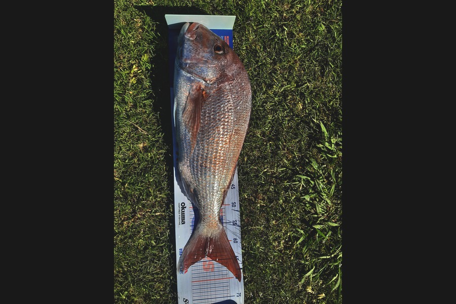 Gavin Logan caught this 63.5cm Snapper at Mercury Island  during The Hirepool Baitmates Fishing Comp