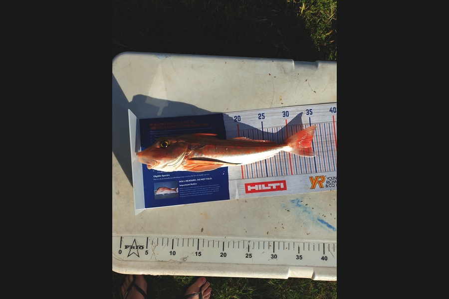 Carl Richmond caught this 34.5cm Gurnard at Thames  during The Hirepool Baitmates Fishing Comp