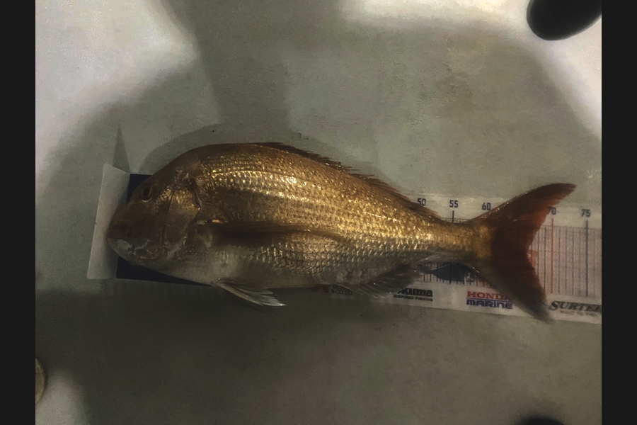 Evan Mcloughlin caught this 66.0cm Snapper at Hurakai gulf during The Hirepool Baitmates Fishing Comp