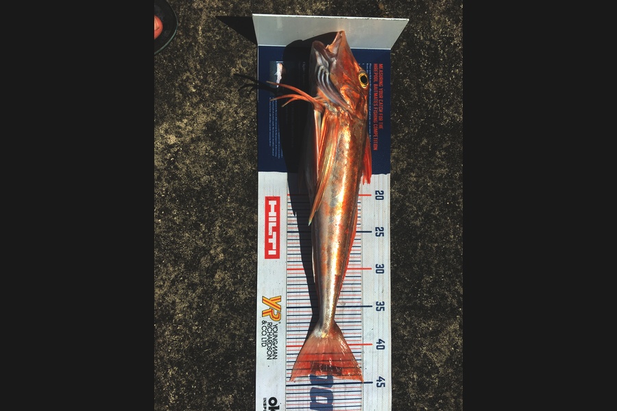 Phill Probyn caught this 44cm Gurnard at Mokau during The Hirepool Baitmates Fishing Comp