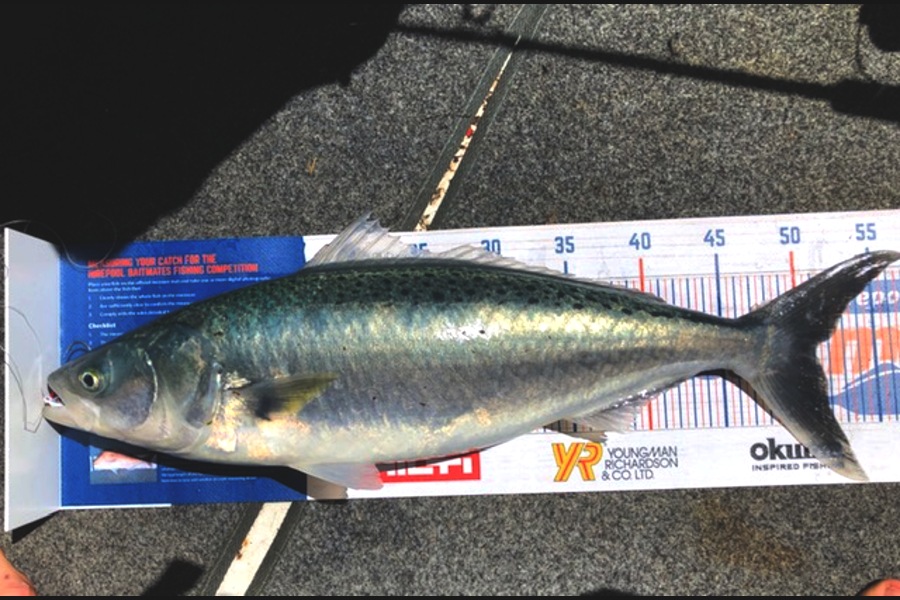 Stacey Gillespie caught this 51.0cm Kahawai at Tasman Bay during The Hirepool Baitmates Fishing Comp