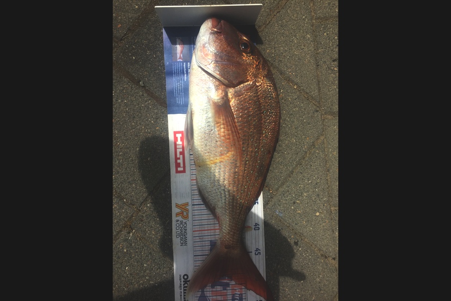 Graeme Duncan caught this 49.0cm Snapper at BOP during The Hirepool Baitmates Fishing Comp