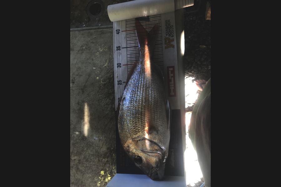 Ben Moran caught this 38.5cm Snapper at Whangarei  during The Hirepool Baitmates Fishing Comp