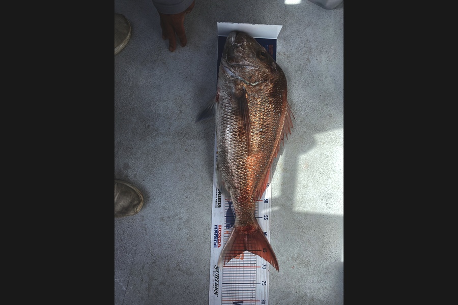 Erin Mcloughlin caught this 65cm Snapper at Hauraki gulf during The Hirepool Baitmates Fishing Comp