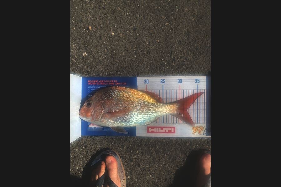 Elliot Gordon caught this 32cm Snapper at Tauranga  during The Hirepool Baitmates Fishing Comp