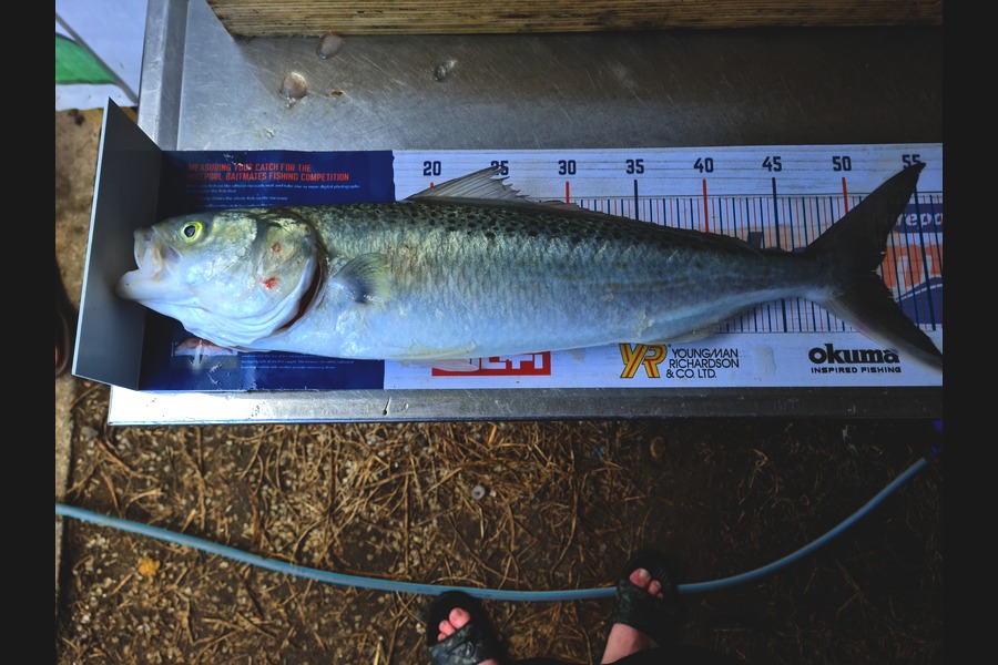 Ricky  Blanken caught this 51.5cm Kahawai at Manukau Harbour  during The Hirepool Baitmates Fishing Comp