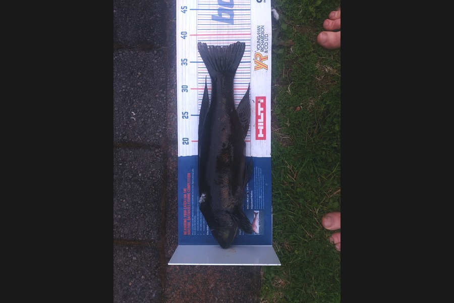 Nathan Jones caught this 38cm Butterfish at New Plymouth  during The Hirepool Baitmates Fishing Comp