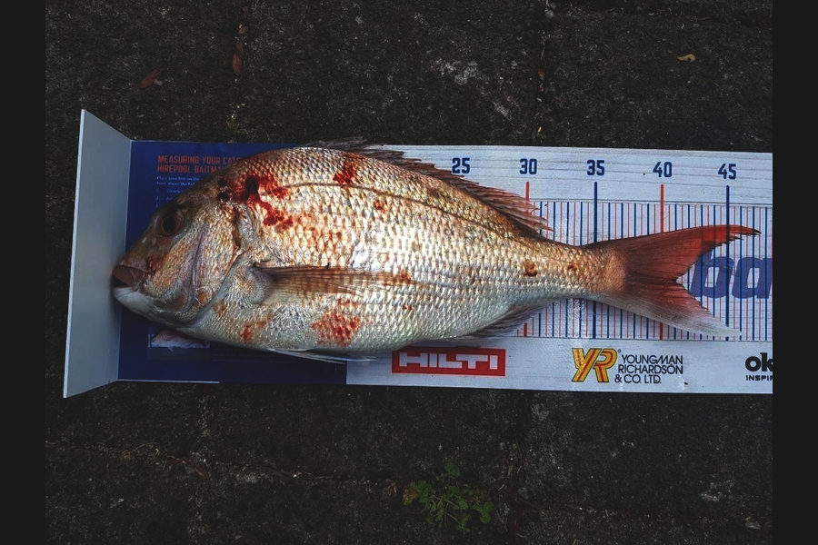 Damiain Macdonald caught this 41.0cm Snapper at Manukau during The Hirepool Baitmates Fishing Comp