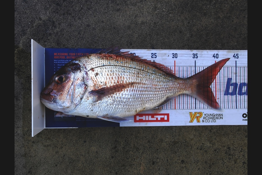 Peter Barker caught this 38.5cm Snapper at Whangamata during The Hirepool Baitmates Fishing Comp