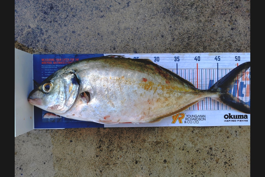 Peter Barker caught this 47.5cm Trevally at Whangamata during The Hirepool Baitmates Fishing Comp