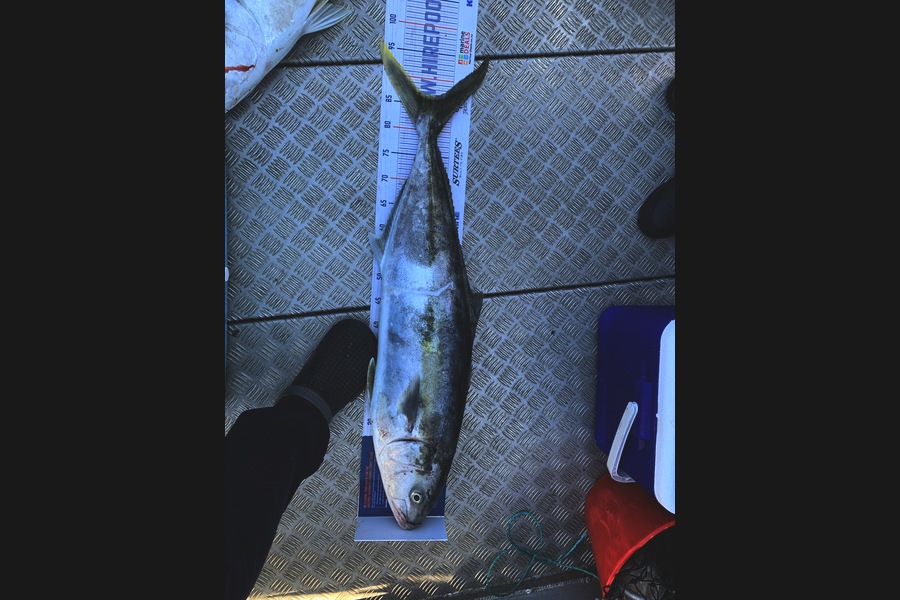 Andre Stickling caught this 86.5cm Kingfish at Mayor Island during The Hirepool Baitmates Fishing Comp