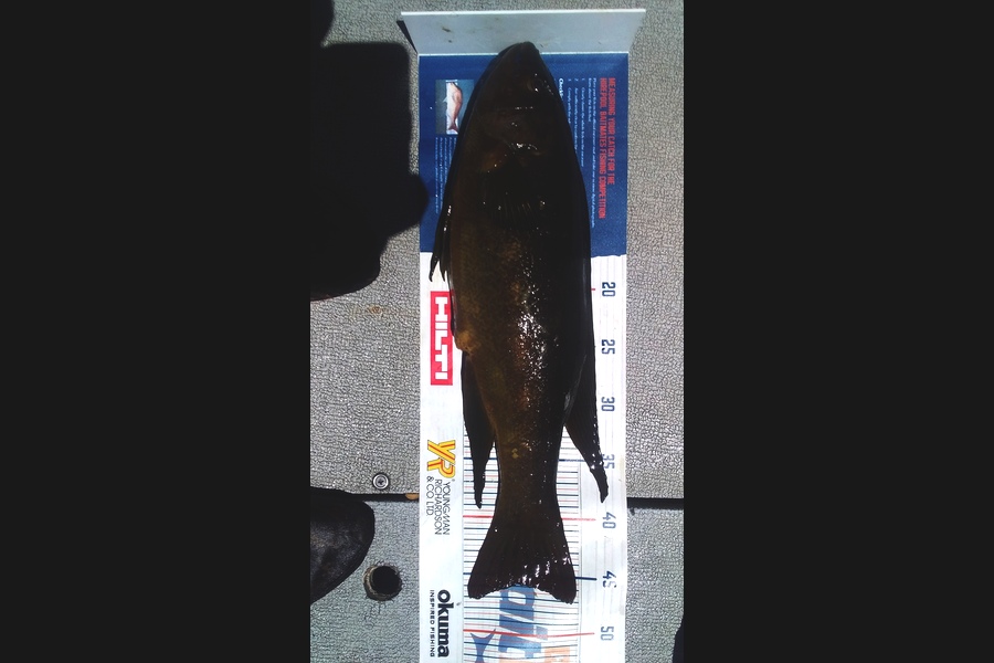 Steven King caught this 45.5cm Butterfish at Flat during The Hirepool Baitmates Fishing Comp