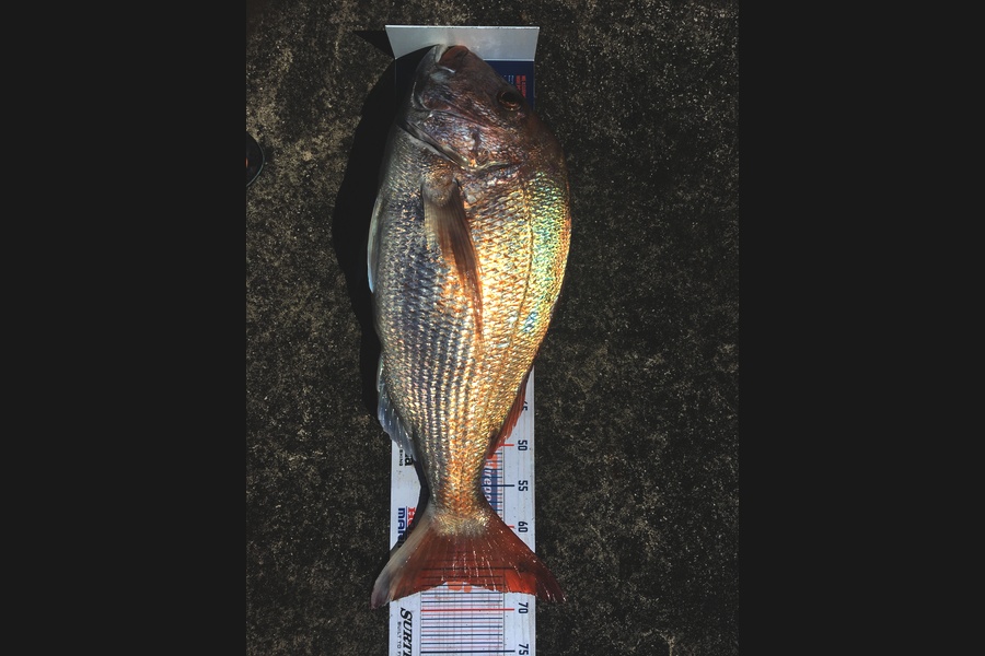 Phill Probyn caught this 66.5cm Snapper at Mokau  during The Hirepool Baitmates Fishing Comp