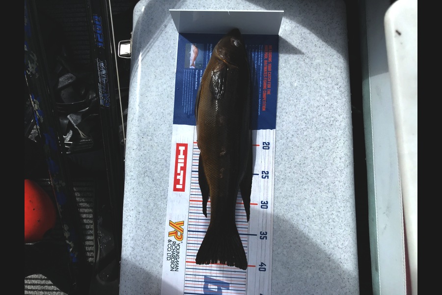 Daniel Nelson caught this 40.0cm Butterfish at Tauranga during The Hirepool Baitmates Fishing Comp