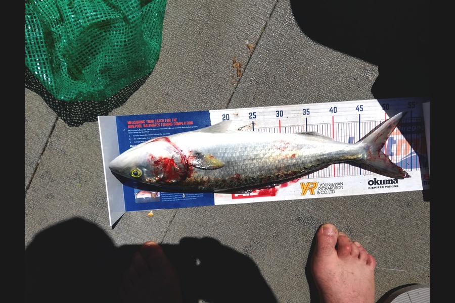 Raymond Edwards caught this 49.0cm Kahawai at waikawau Bay during The Hirepool Baitmates Fishing Comp