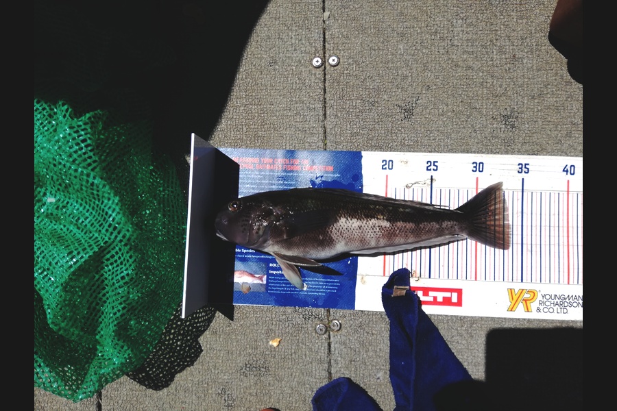 Raymond Edwards caught this 33.5cm Blue Cod at waikawau Bay during The Hirepool Baitmates Fishing Comp