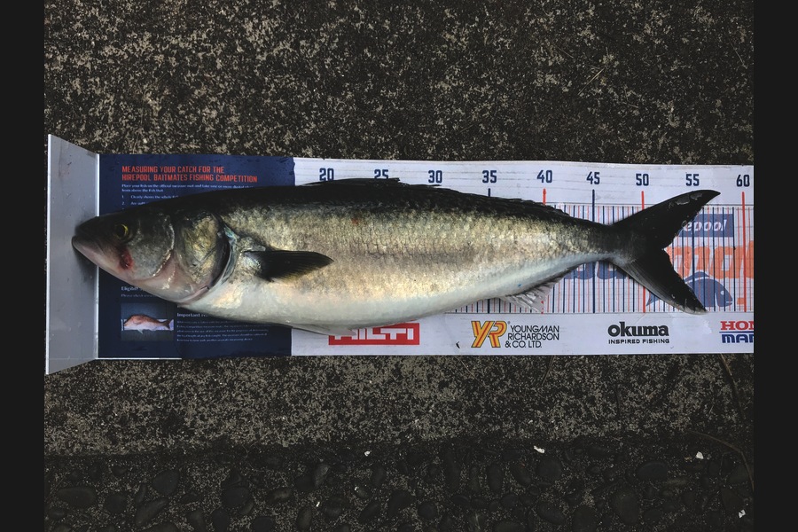 Dave Hodges caught this 51.5cm Kahawai at Firth of Thames during The Hirepool Baitmates Fishing Comp
