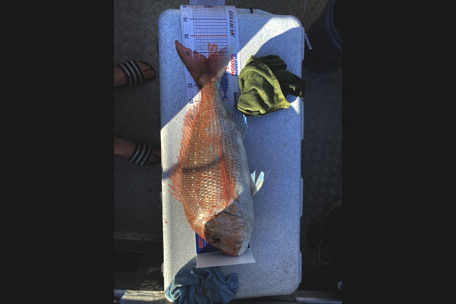 Riaan Hunt caught this 63cm Snapper at Paihia during The Hirepool Baitmates Fishing Comp