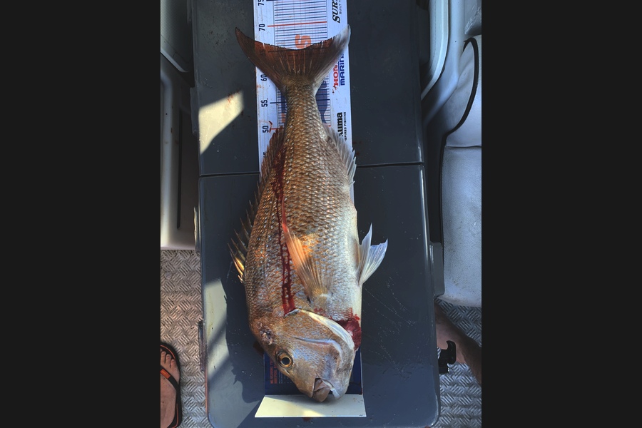 Luke Ross caught this 65cm Snapper at Raglan during The Hirepool Baitmates Fishing Comp