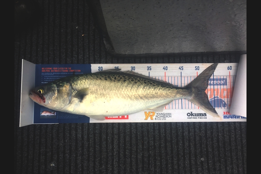 Jeffrey Rich caught this 52cm Kahawai at Raglan during The Hirepool Baitmates Fishing Comp