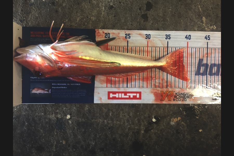 Jeffrey Rich caught this 39cm Gurnard at Raglan during The Hirepool Baitmates Fishing Comp