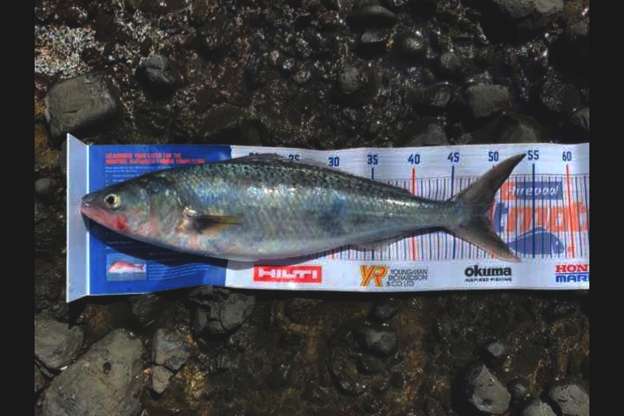 Mark Piskulic caught this 48.5cm Kahawai at Far north during The Hirepool Baitmates Fishing Comp