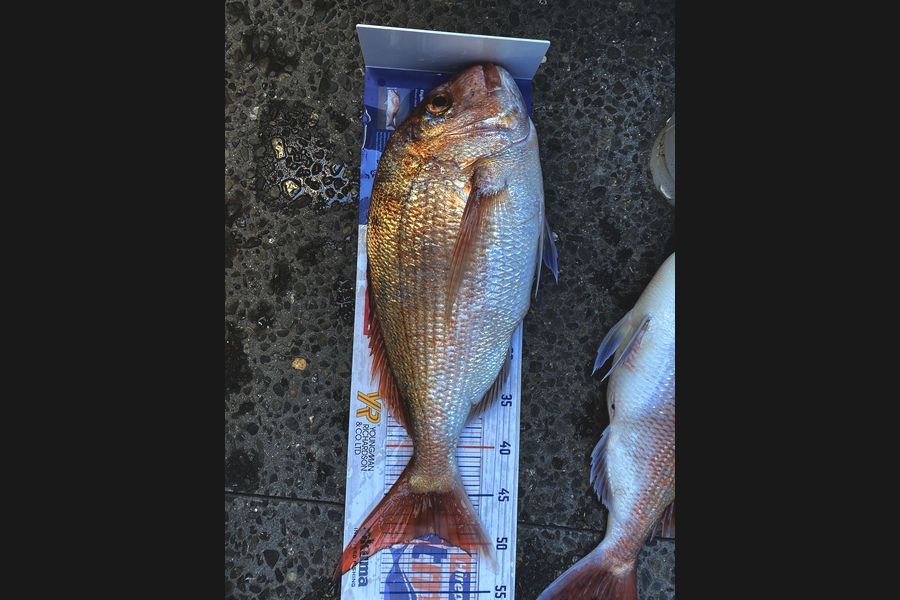 arryn hill caught this 49cm Snapper at Mount Maunganui  during The Hirepool Baitmates Fishing Comp