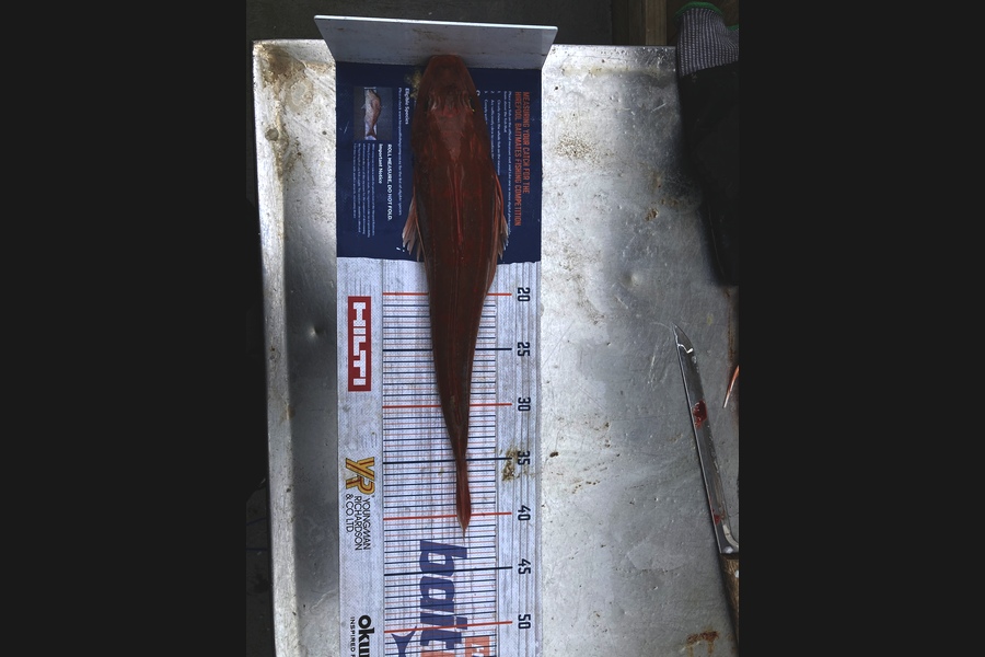 Deon Kumm caught this 39.5cm Gurnard at New Plymouth  during The Hirepool Baitmates Fishing Comp