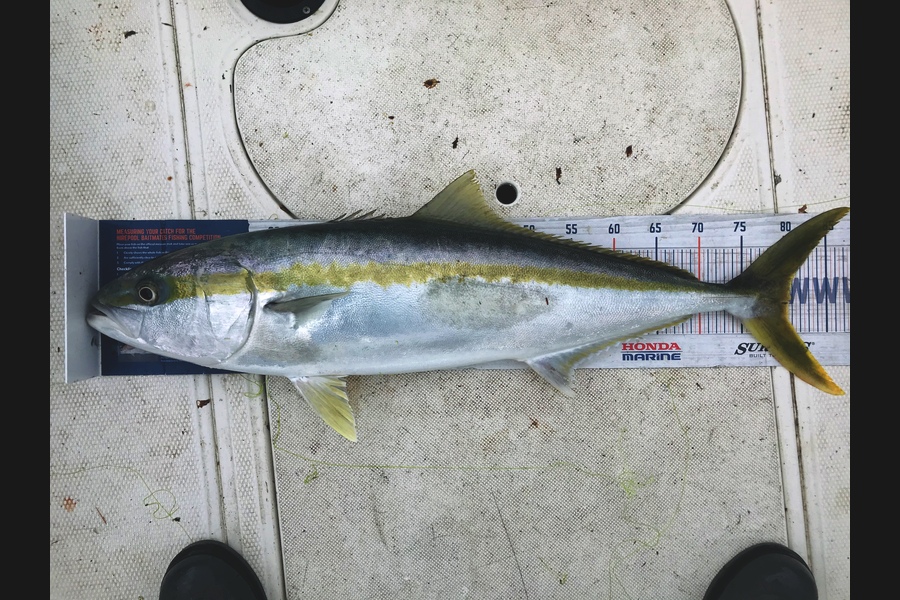 Glenn Bond caught this 80.5cm Kingfish at Hawke’s Bay during The Hirepool Baitmates Fishing Comp
