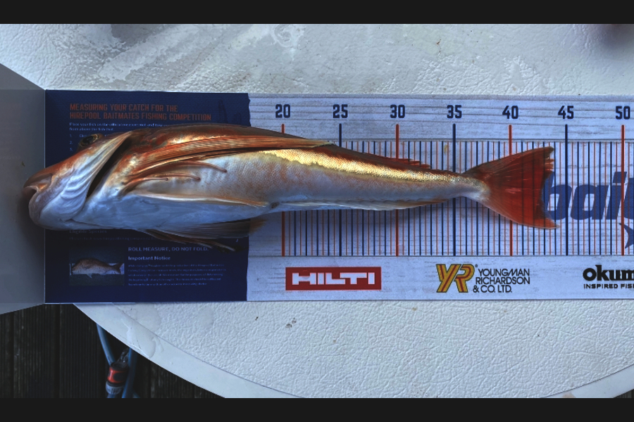 Liam O'Reilly caught this 42.5cm Gurnard at Napier during The Hirepool Baitmates Fishing Comp