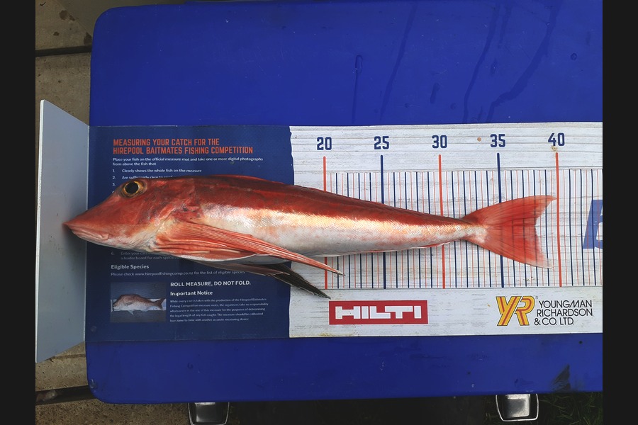 Mathew Goodall caught this 38cm Gurnard at Raglan  during The Hirepool Baitmates Fishing Comp