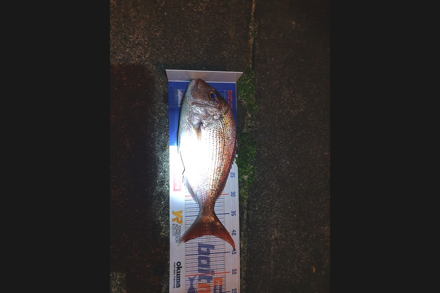 Stephen Torrey caught this 40.0cm Snapper at Waihi during The Hirepool Baitmates Fishing Comp