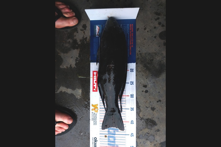 Nathan Jones caught this 42.0cm Butterfish at New Plymouth  during The Hirepool Baitmates Fishing Comp