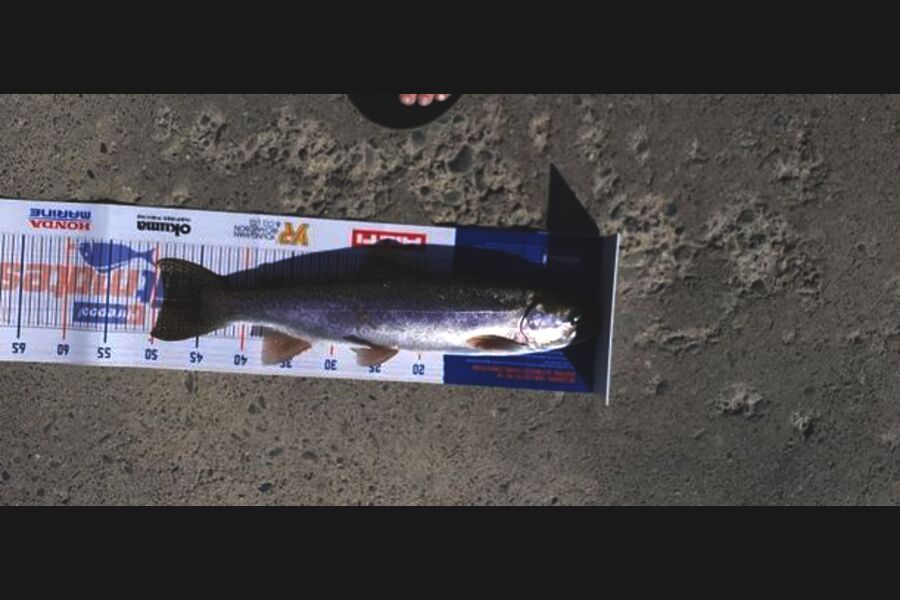 Roedolf Prinsloo caught this 49.0cm Trout at Twizel Canal during The Hirepool Baitmates Fishing Comp
