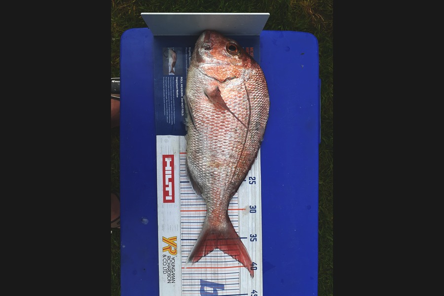 Mathew Goodall caught this 36.5cm Snapper at Raglan  during The Hirepool Baitmates Fishing Comp