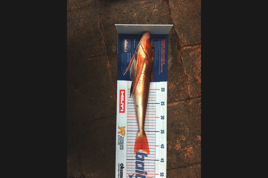 Dara Patrick caught this 41.5cm Gurnard at Raglan during The Hirepool Baitmates Fishing Comp