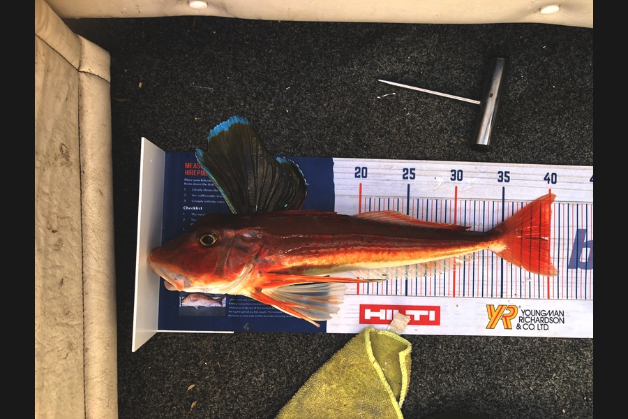 Bronwyn Langham caught this 39.0cm Gurnard at Durville island during The Hirepool Baitmates Fishing Comp