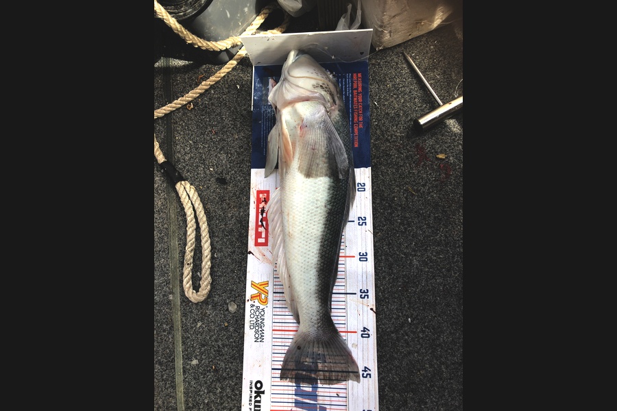 Bronwyn Langham caught this 45.5cm Blue Cod at Durville Island during The Hirepool Baitmates Fishing Comp