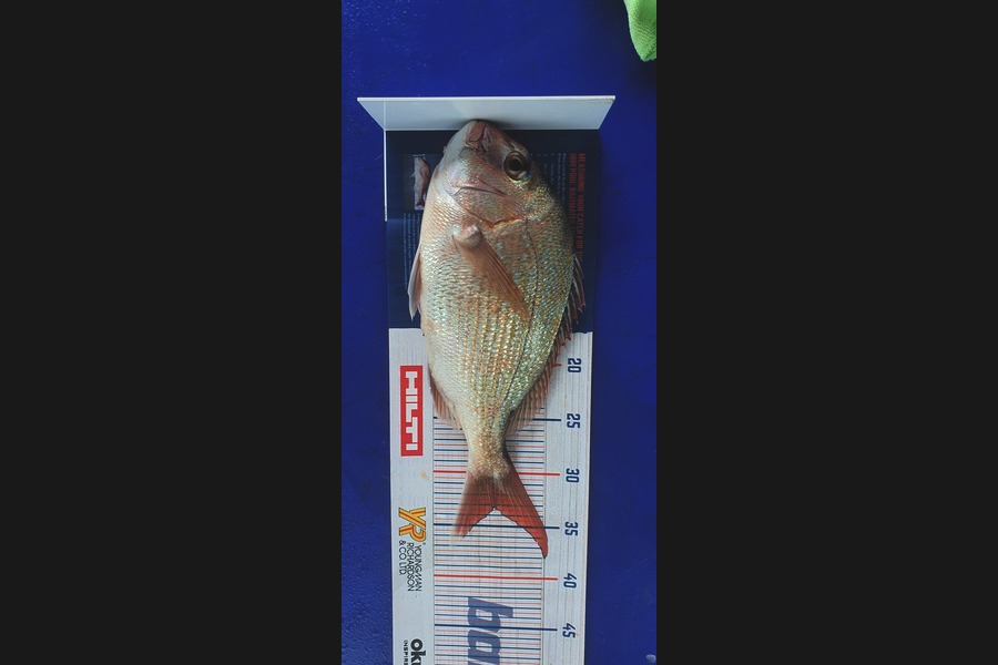 Alex Betteridge caught this 33.0cm Snapper at Mana Island  during The Hirepool Baitmates Fishing Comp