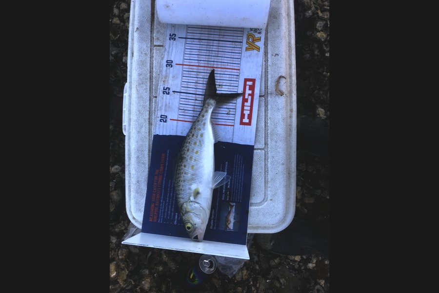 Ben Moran caught this 25.0cm Kahawai at Northland  during The Hirepool Baitmates Fishing Comp